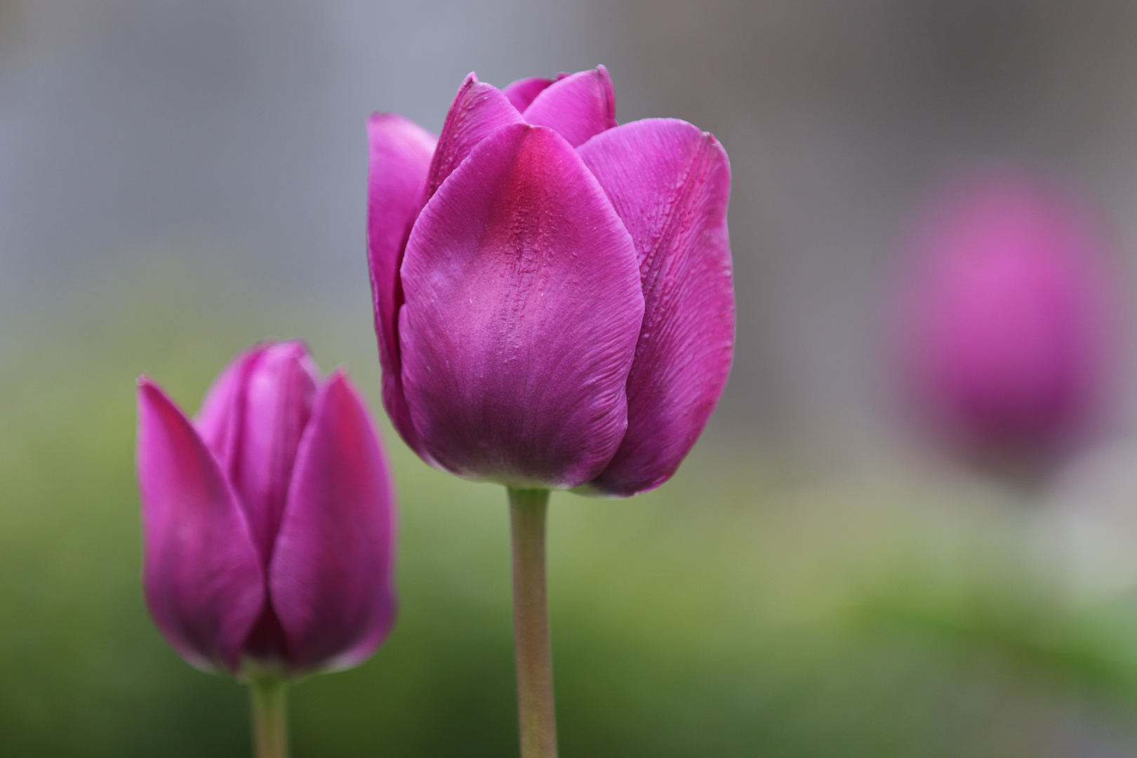 erste Tulpen des Jahres