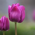 erste Tulpen des Jahres