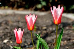 Erste Tulpen im Garten