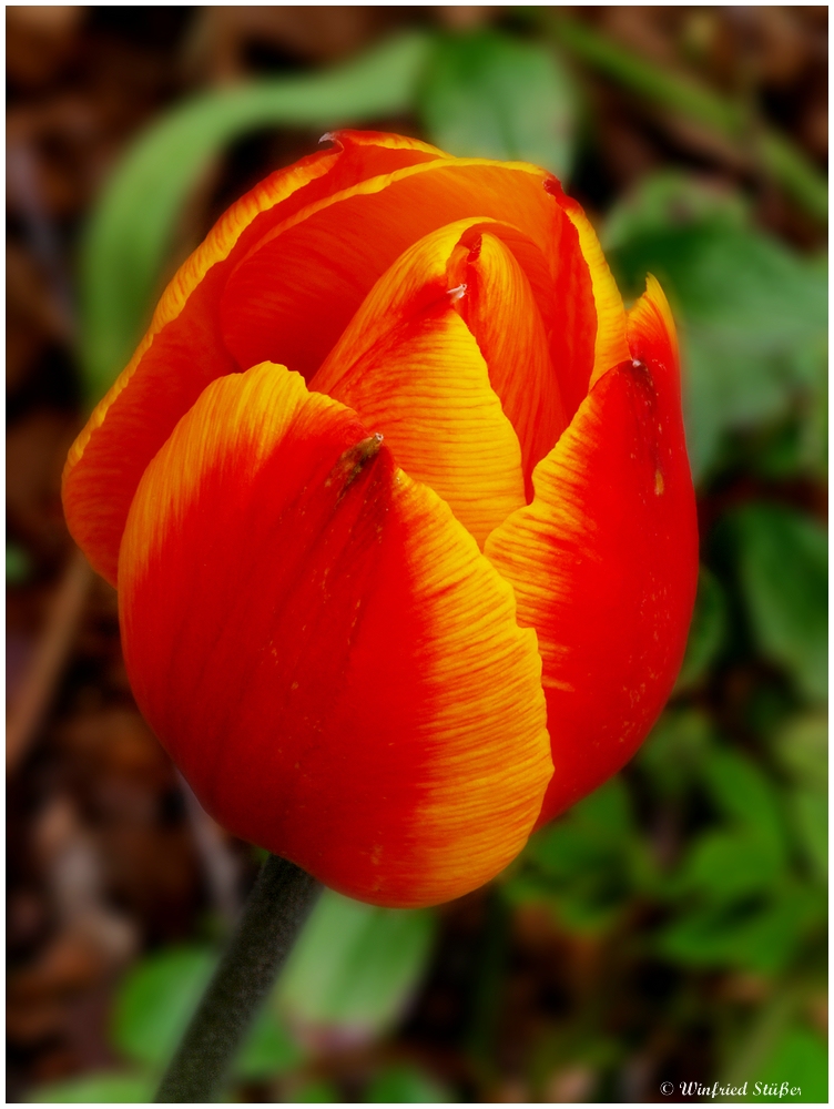 Erste und einzigeTulpe in unserem Garten