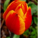 Erste und einzigeTulpe in unserem Garten