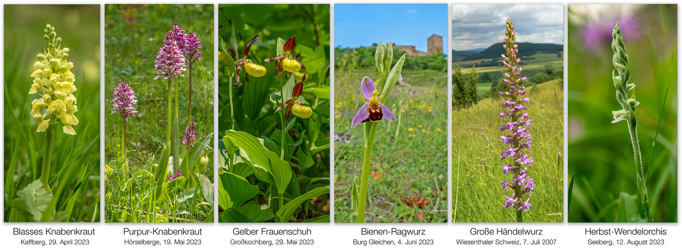 Erste und letzte Orchidee 2023...