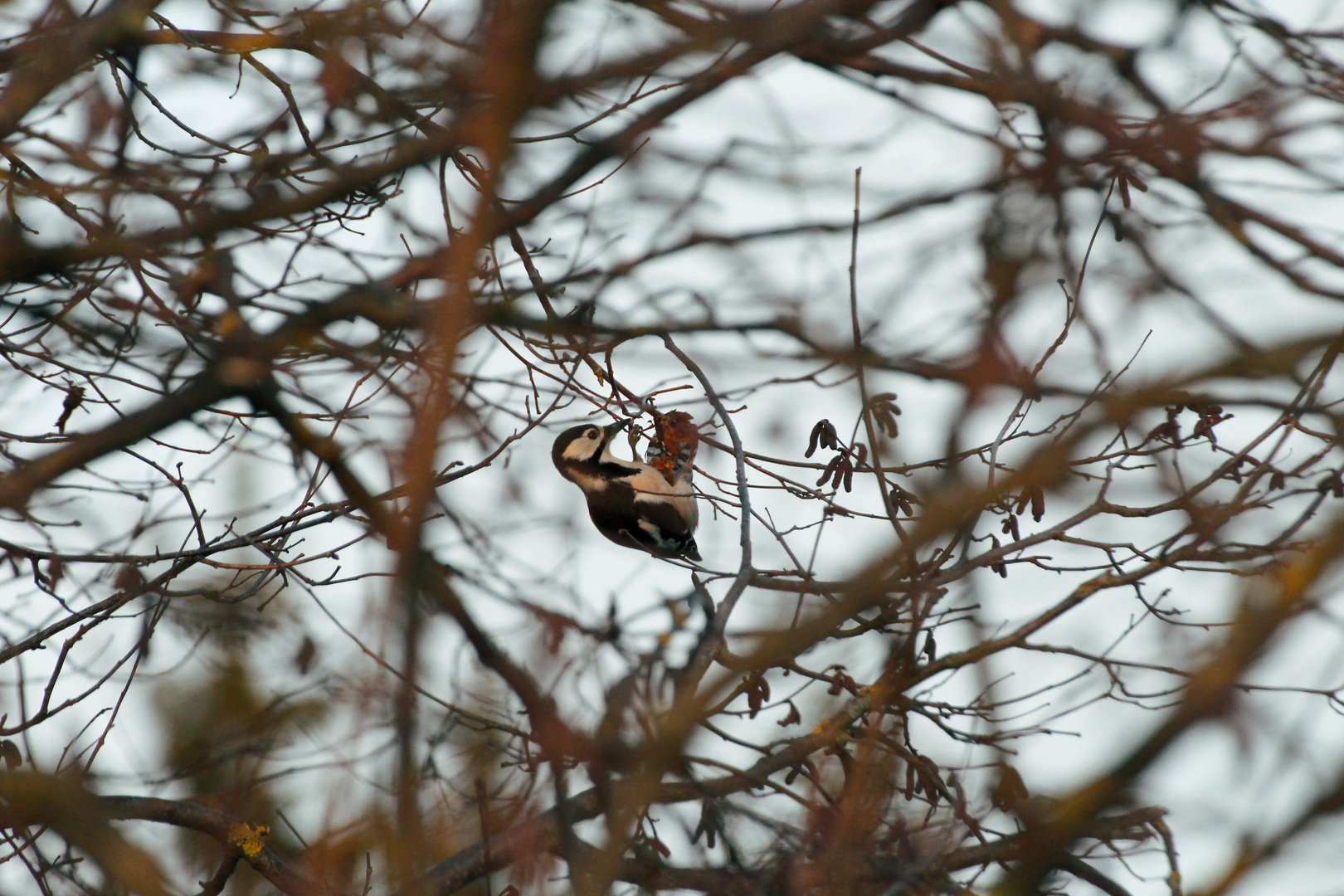 Erste Versuche am 70-300mm