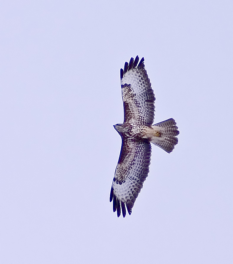 Erste Versuche der Flugfotografie