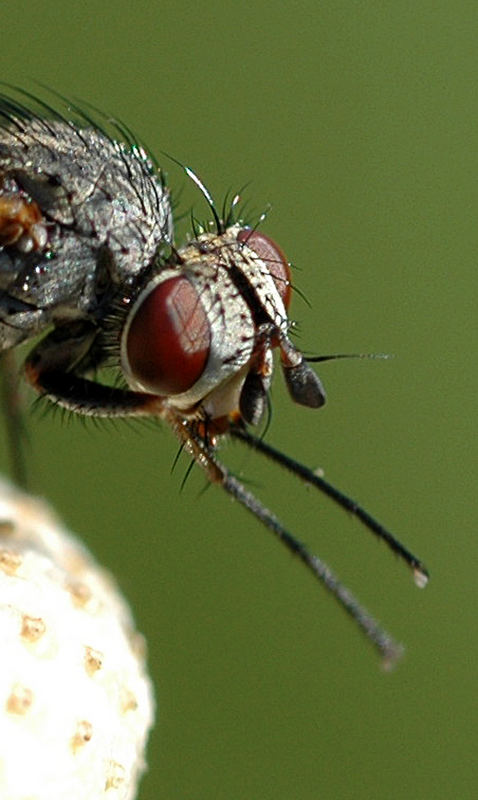 Erste Versuche - Fliege 1 etwas größer