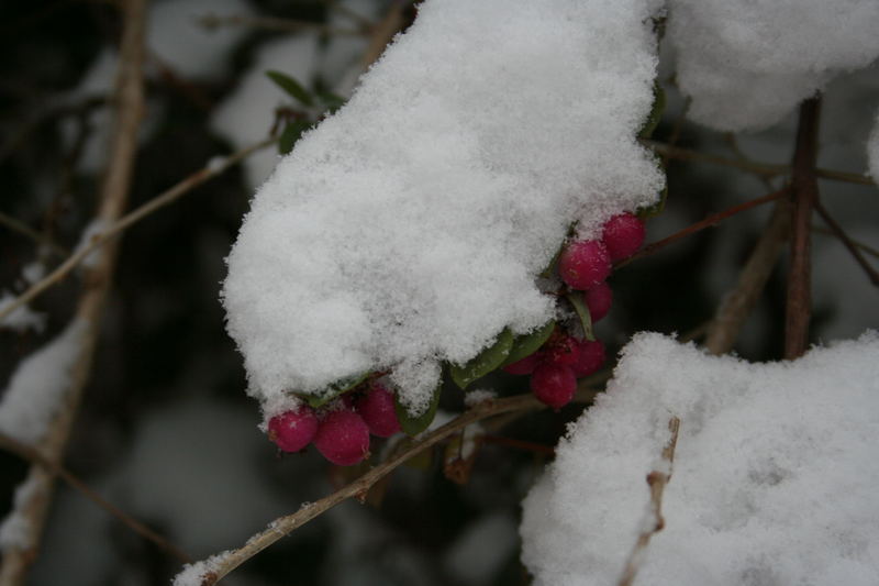 ** erste versuche im schnee **