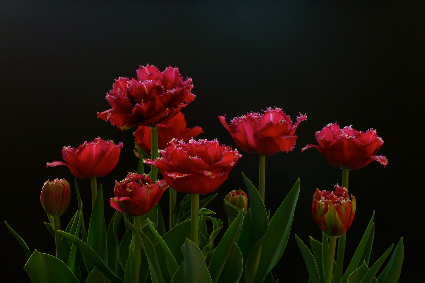 erste Versuche mit Blumen