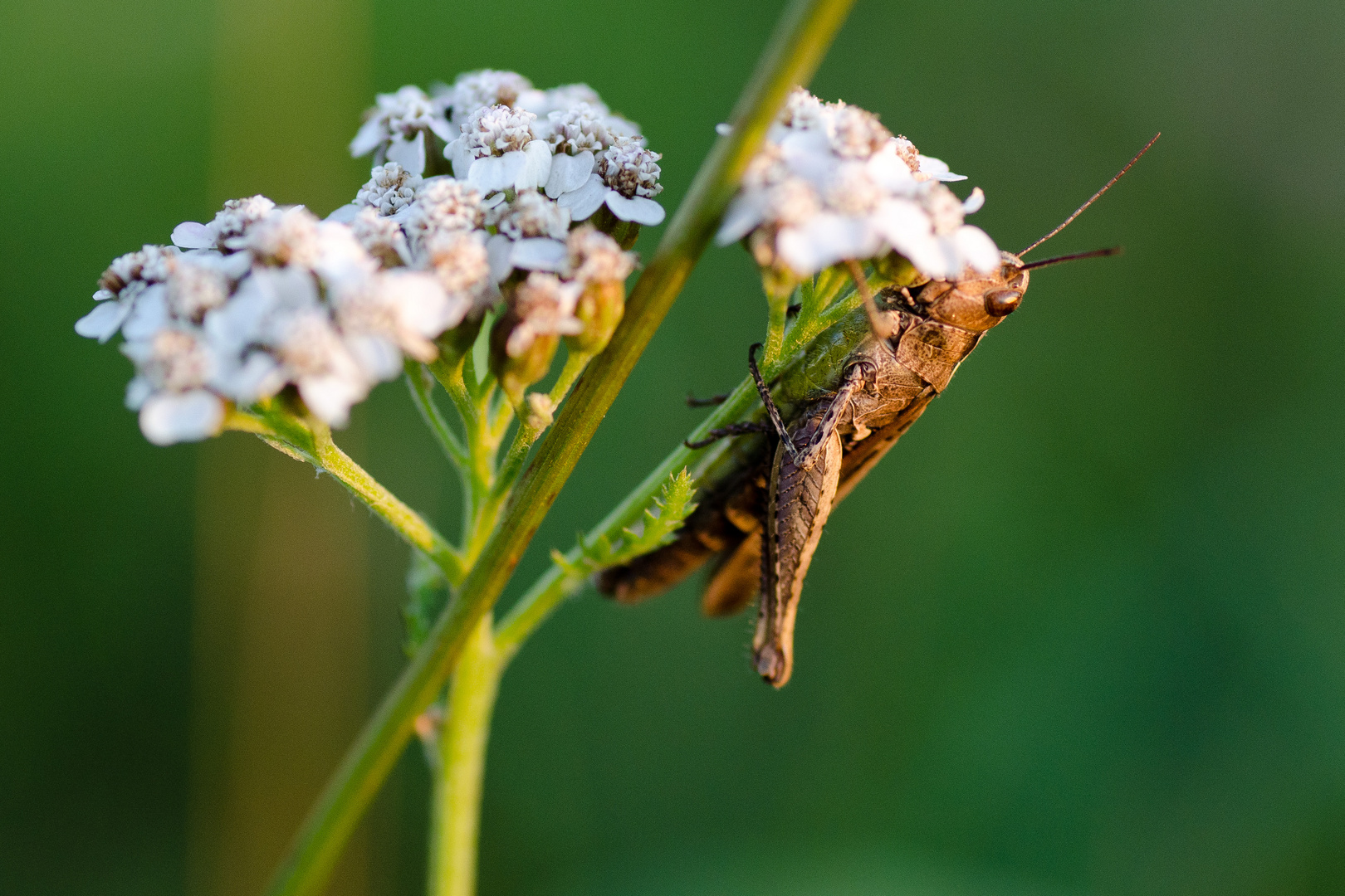 Erste Versuche mit der Nikon D5100