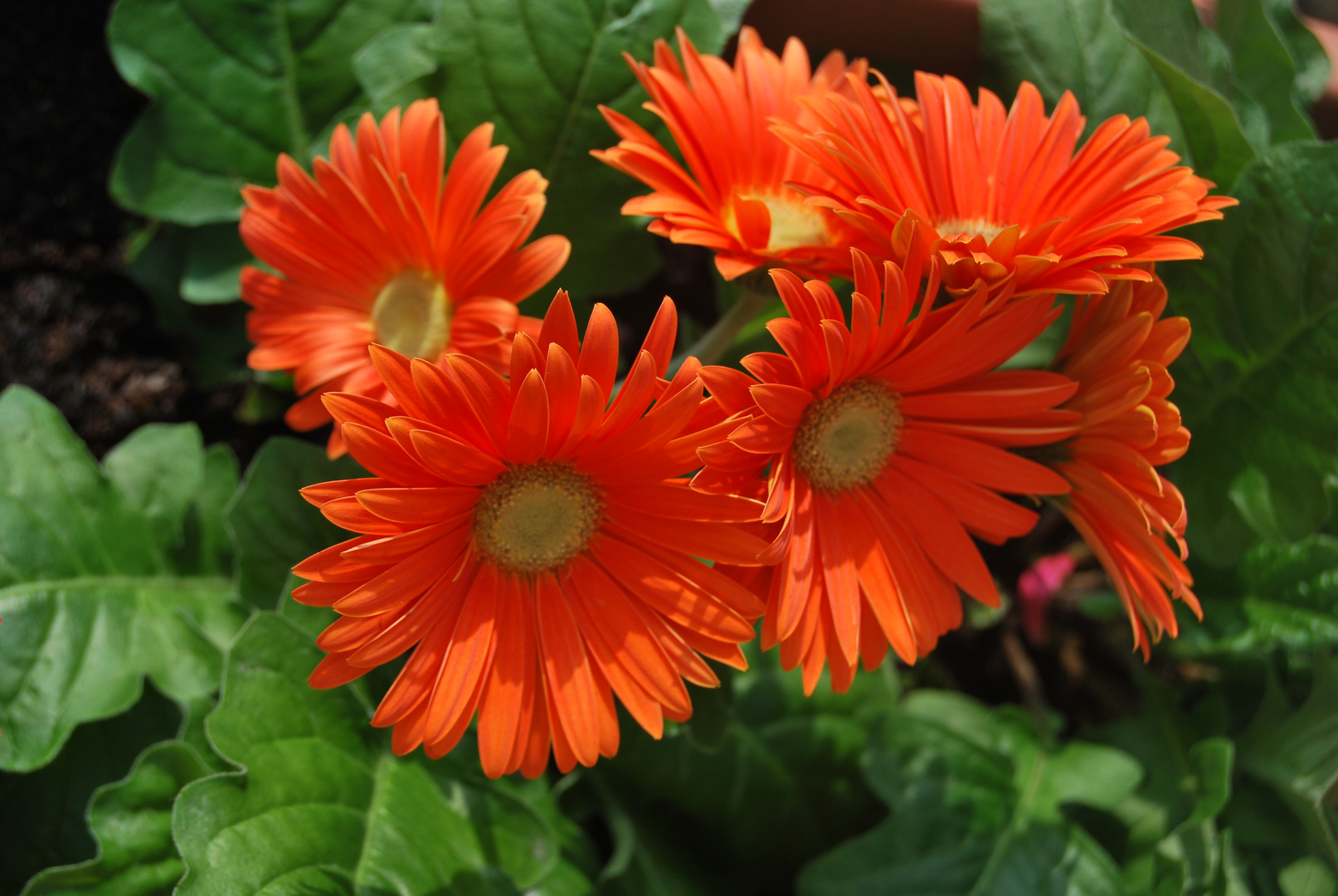 Erste Versuche mit der NikonD60 im Garten