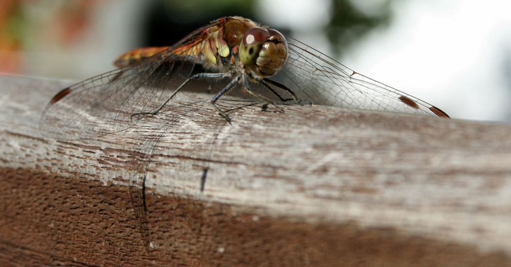 erste Versuche mit Insekten