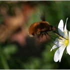 erste Versuche - so schmeckt der Frühling