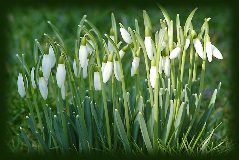 Erste Vorboten des Frühlings