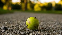 Erste Vorboten des Herbstes