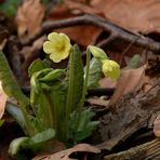 Erste Waldprimel in Blüte