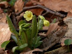 Erste Waldprimel in Blüte