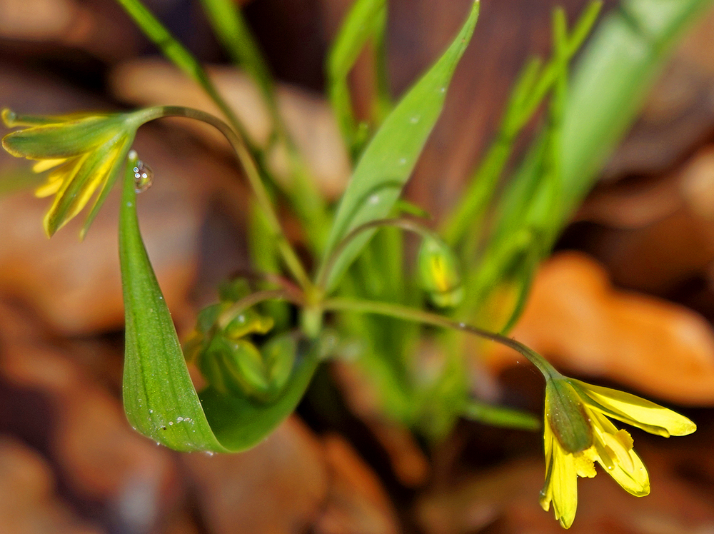 Erste Waldsternchen mit Tropfen