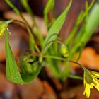 Erste Waldsternchen mit Tropfen