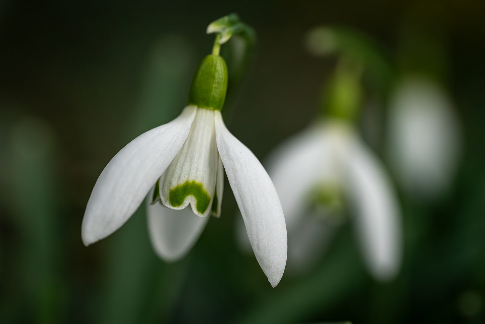 Erste Wiesenblumen