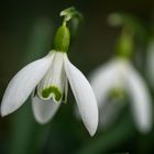 Erste Wiesenblumen