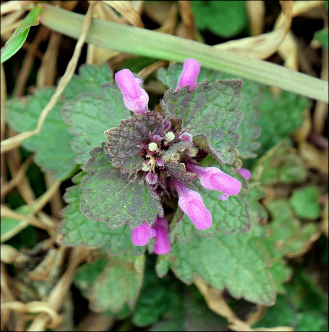 Erste Wildblüte