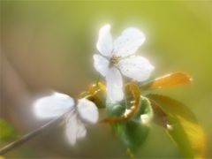 Erste Wildkirschblüte