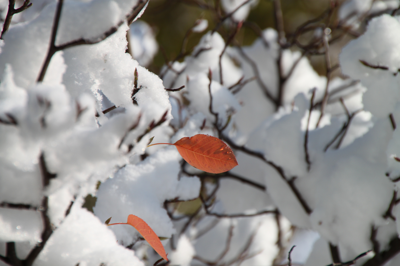 Erste Winterbilder