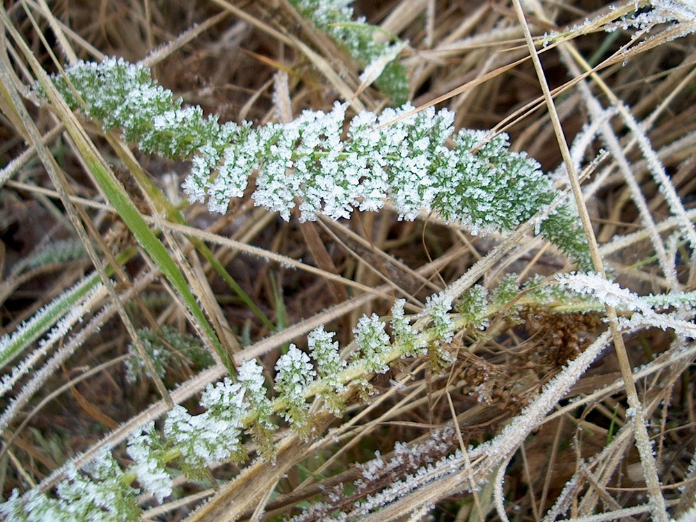 erste Winterboten