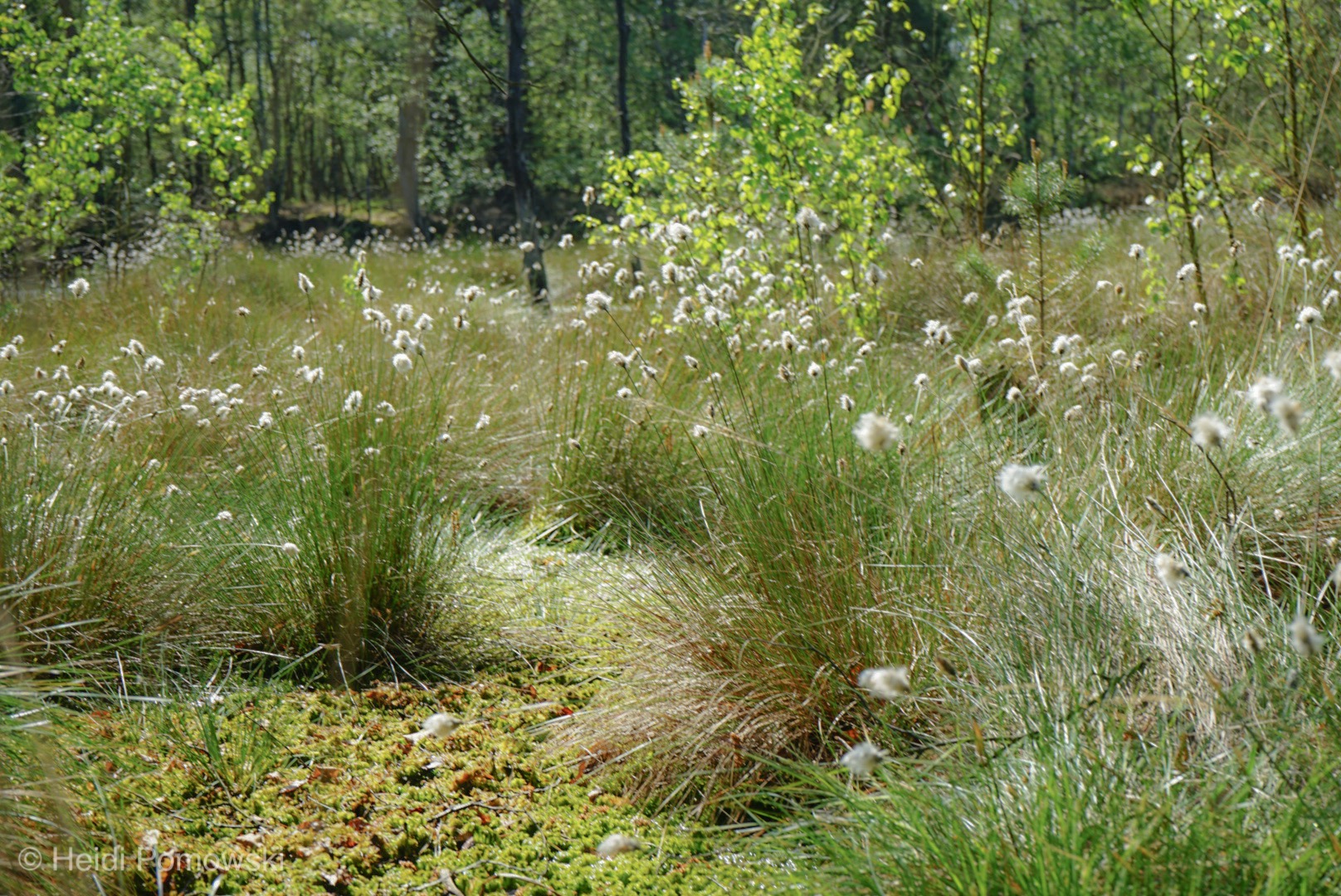 Erste Wollgrasblüten im Pietzmoor