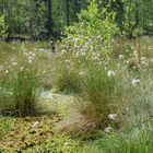 Erste Wollgrasblüten im Pietzmoor