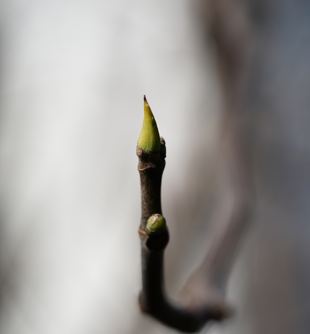 Erste Zarte Blattspitze eines Ahorbaumes im Garten.