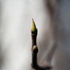 Erste Zarte Blattspitze eines Ahorbaumes im Garten.