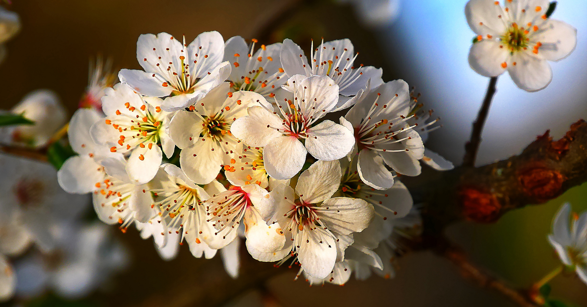 Erste zarte Blüten