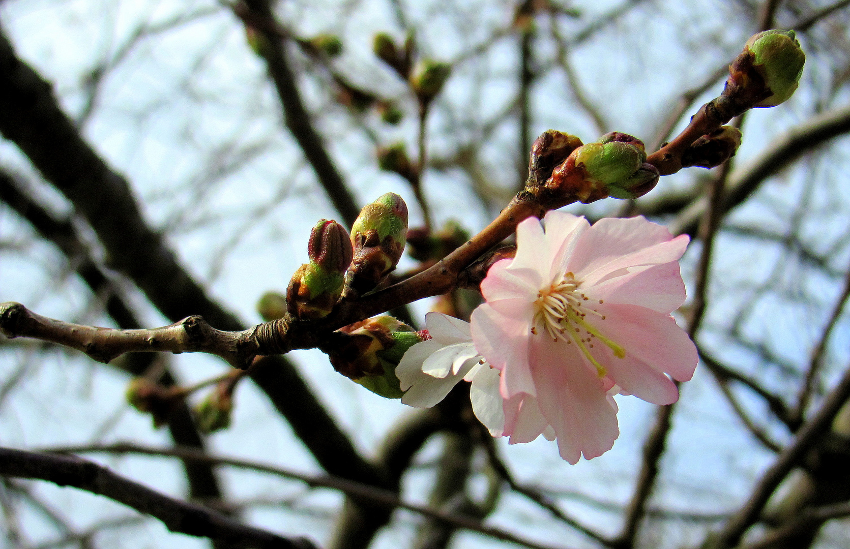 erste zarte Blüten