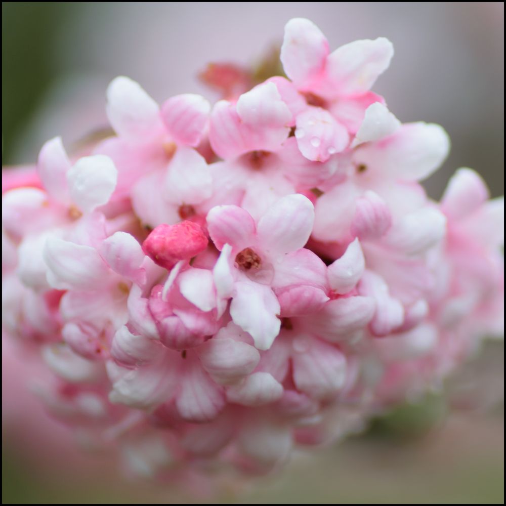 Erste zarte Blüten im Jahr