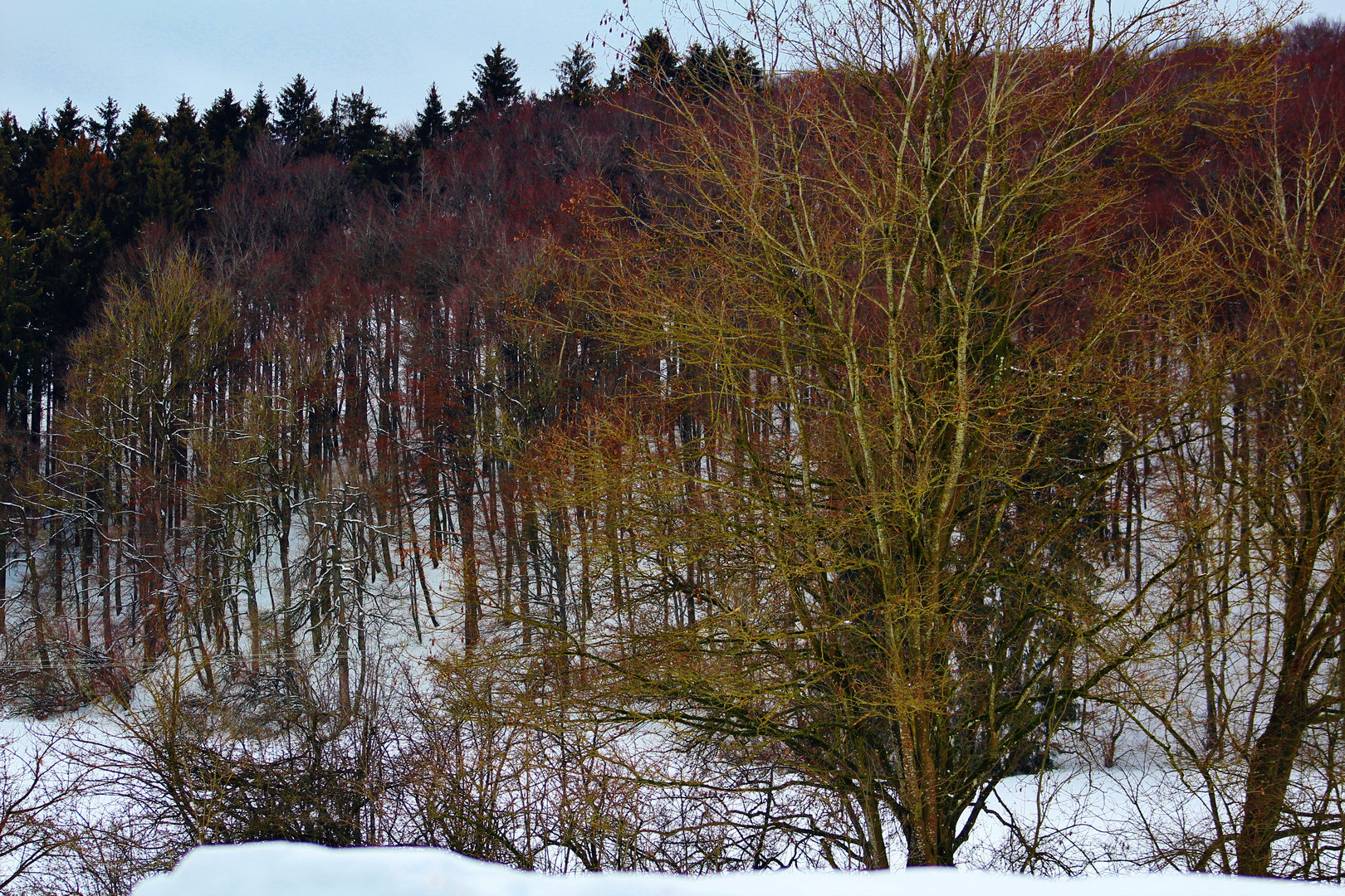 ERSTE ZARTE FARBEN DIE ERAHNEN LASSEN DAS DER WINTER BALD AUSGESORGT HAT