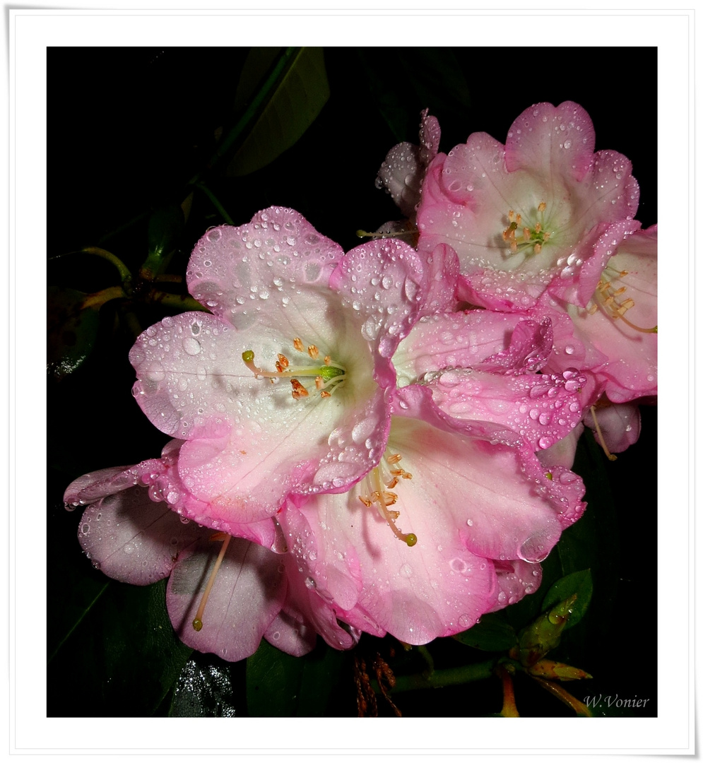 Erste zarte Rhododendronblüte..............