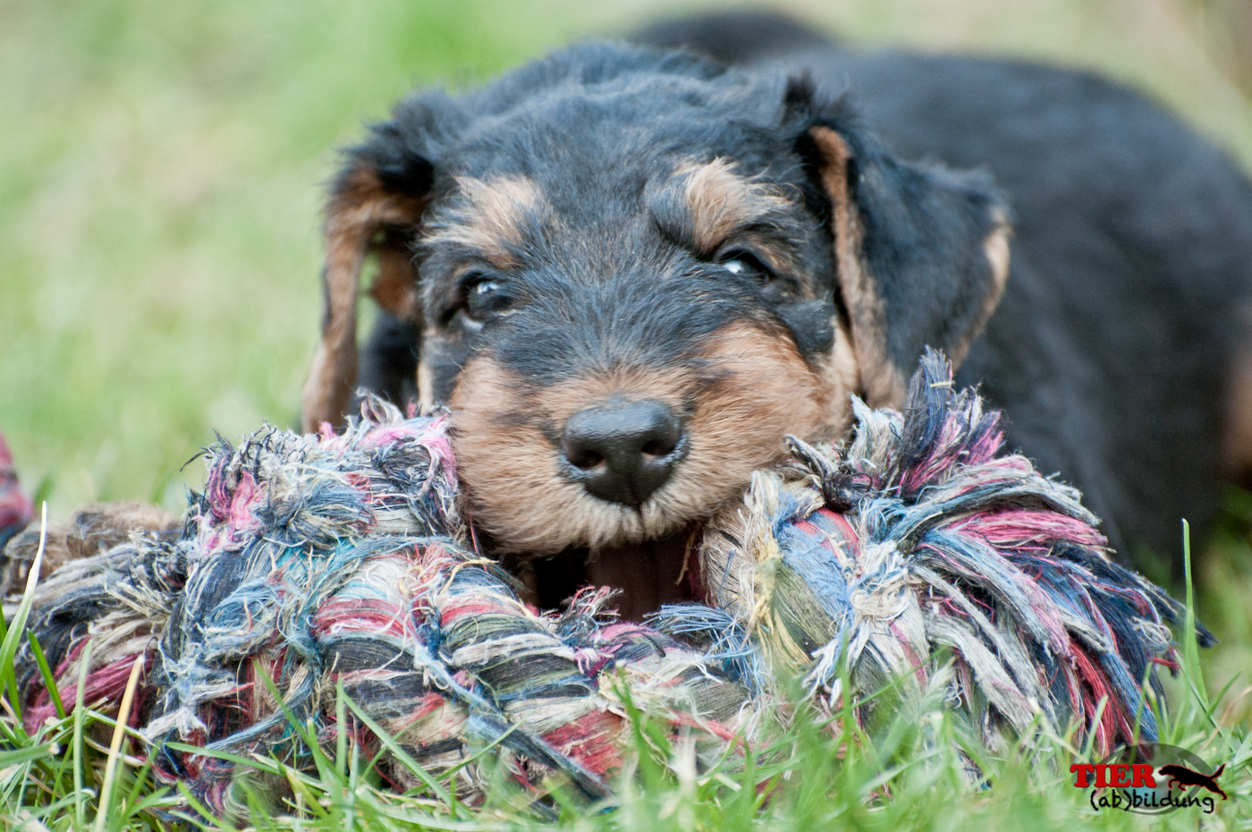 Erste Zerrspiele eines Airedale Terrier Welpen