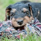 Erste Zerrspiele eines Airedale Terrier Welpen