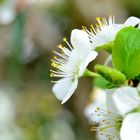 ersten Blüten des Kirschbaumes