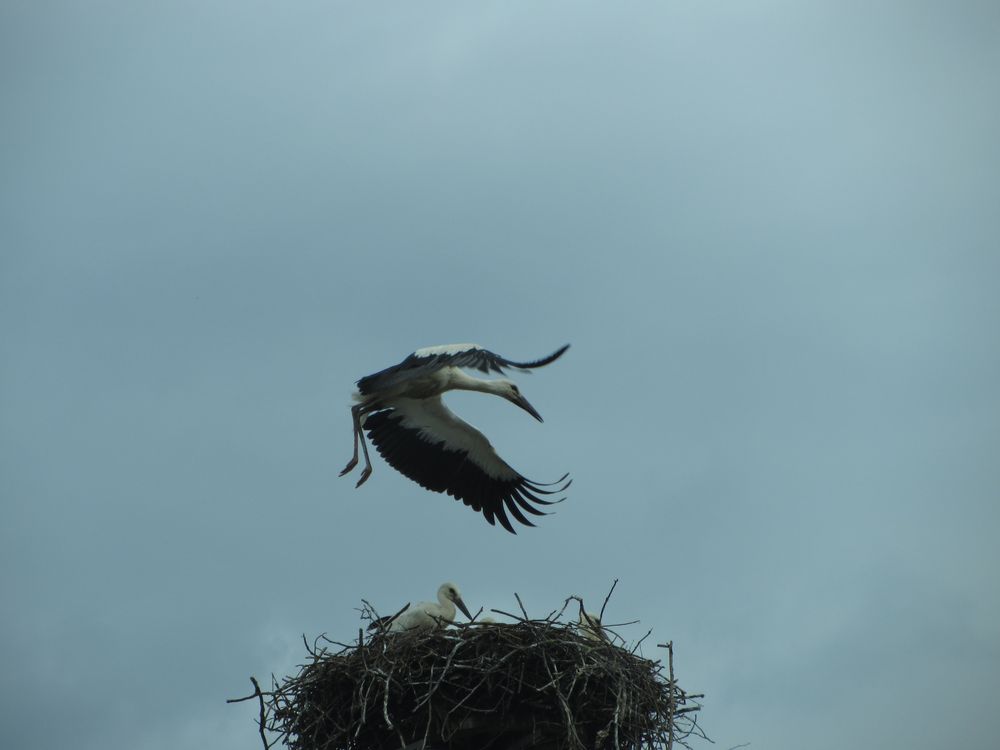 Ersten Flugversuche