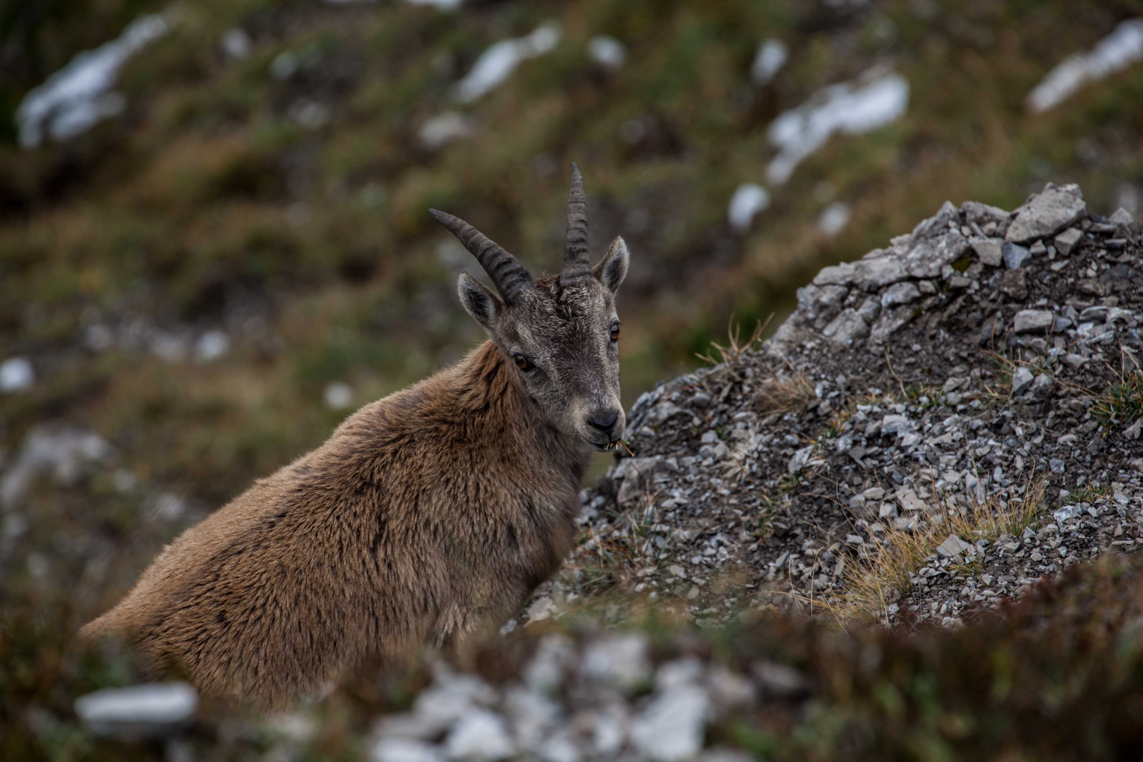 Ersten Herbst für den jungen Steinbock