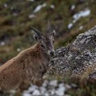 Ersten Herbst für den jungen Steinbock