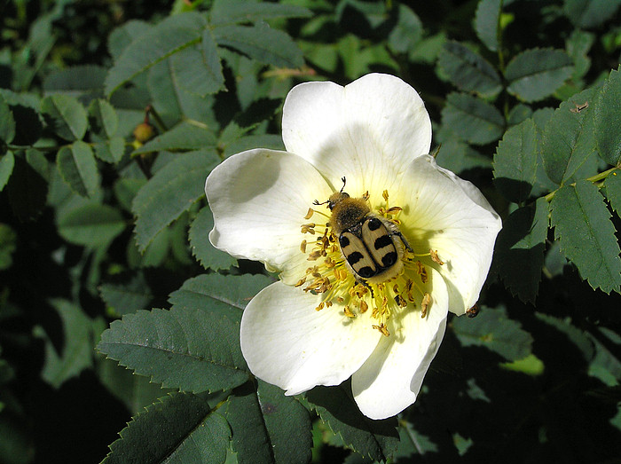 Ersten Pinselkäfer in diesem Frühling 2005 gesichtet!