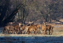 Ersten Sonnenbad nach wochenlanger Düsternis