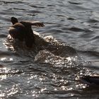 Tiere