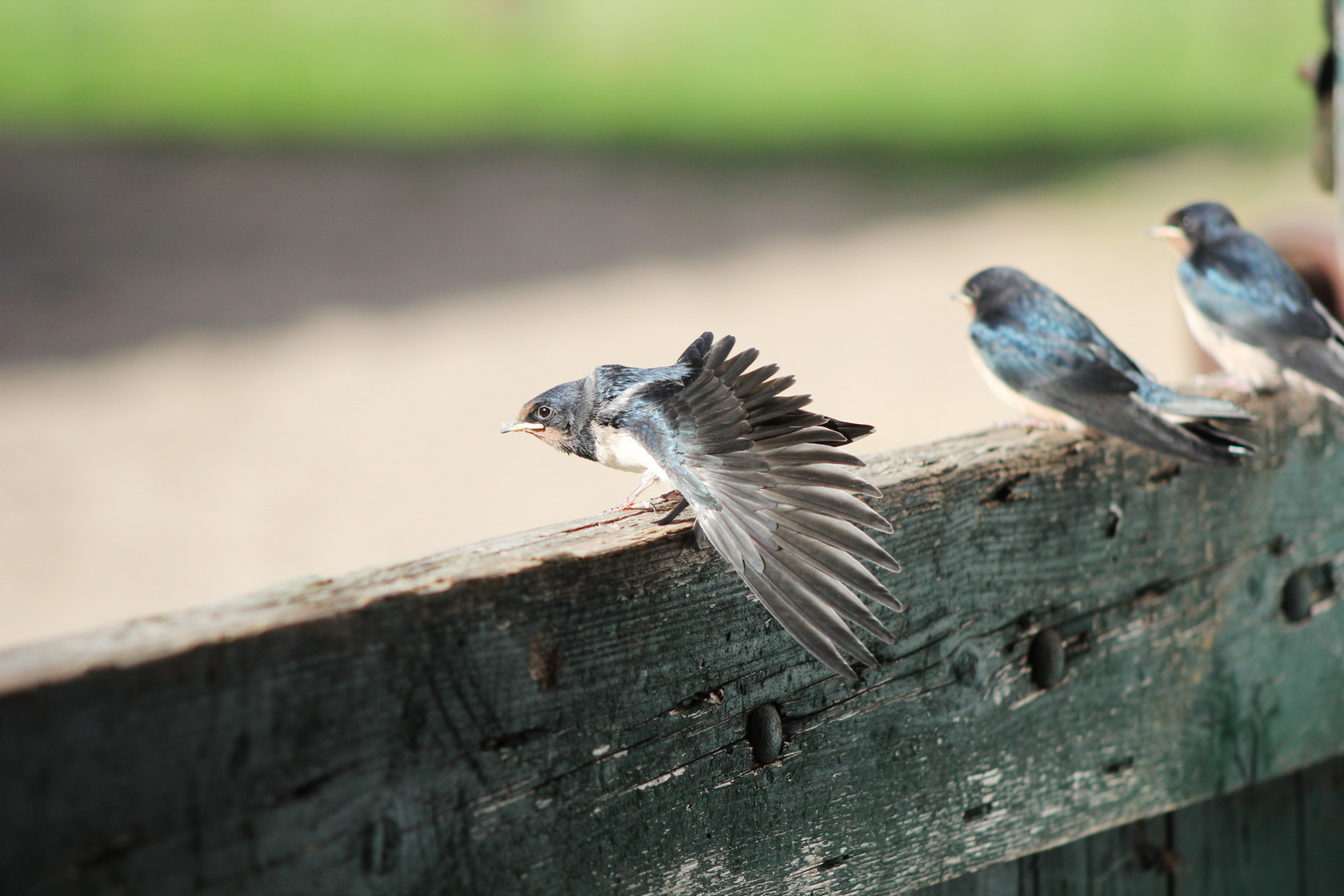 erster Aus-Flug