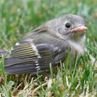 Erster Ausflug - Bruchlandung im Gras (1)