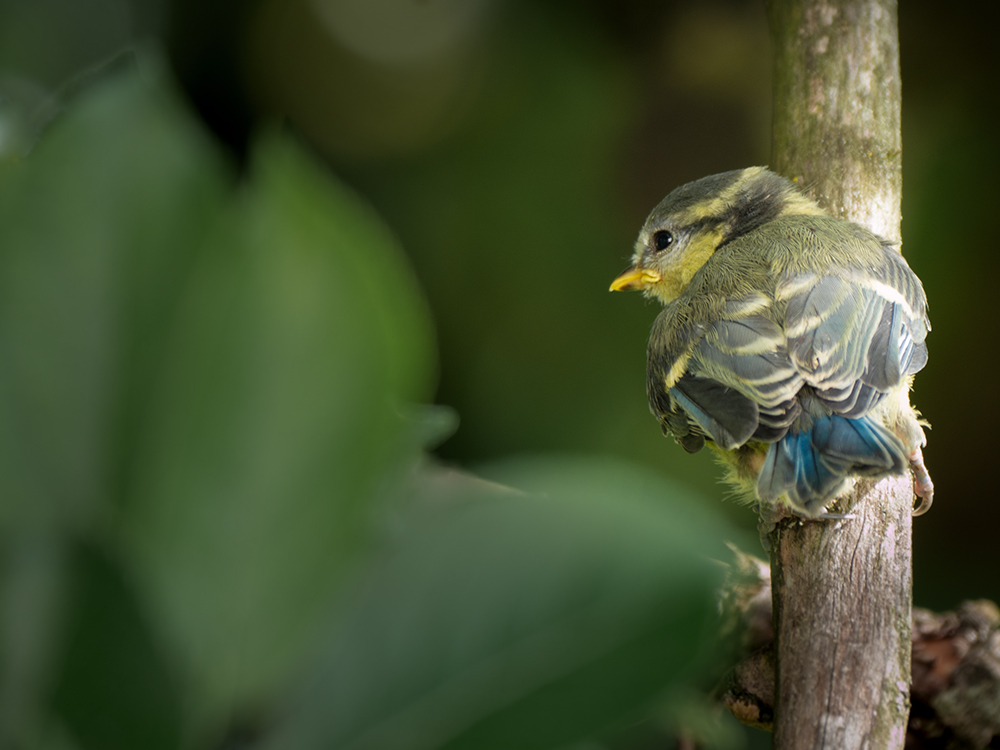 Erster Ausflug der jungen Blaumeise