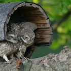 Erster Ausflug der jungen Steinkäuze