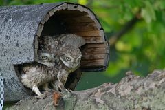 Erster Ausflug der jungen Steinkäuze